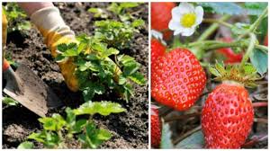 Distanța între rânduri variază în funcție de. Capsuni