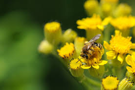 Bee balm thrives in full sun. Wild About Bees Harrowsmith