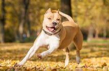 Auch wenn sie die besten freunde des menschen sind und uns viel freude bringen: Hundegeruch Aus Wohnung Entfernen So Geht Es