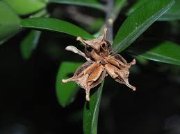 Image result for Buxus nyasica