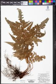 Image result for Arachniodes webbiana