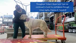 Golden retrievers may be cute, but that cuteness comes at quite a high price. Timber The Golden Retriever S Board And Train Boise Idaho Dog Training Youtube