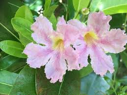 Image result for Heinsenia