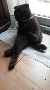 Kuter Cinar Adli Kullanicinin My Scottish Fold Coco Panosundaki Pin