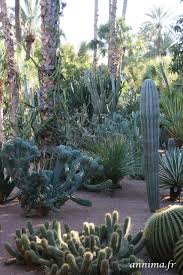 Bleu Majorelle Jardin Majorelle Plante Jardins