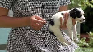I have heard bathing puppies under 6 weeks for fleas you can use dawn dish soap has anyone done that or knows if it is safe. 3 Ways To Bathe Your Puppy Wikihow Pet