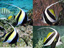 300 schooling bannerfish stock video clips in 4k and hd for creative projects. Pennant Coralfish Wikipedia
