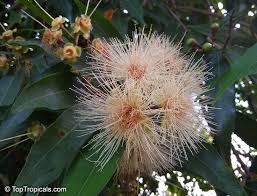 Image result for Syzygium jambos
