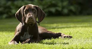 Contents  show 1 a complete list of gun dog names. Sporting Dogs A Guide To Our Hunting Dogs And Gundog Breeds