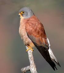 Small Birds Of Prey South Africa Cernicalo Primilla Pet Birds Birds Of Prey Beautiful Birds