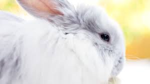 They are white with ruby (pink) eyes. 47 Rabbit Breeds To Keep As Pets