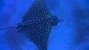 Photos, address, and phone number, opening hours, photos, and user reviews on yandex.maps. Aquila Di Mare Youtube