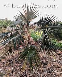 Image result for Coccothrinax