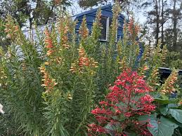 Image result for Cuphea micropetala