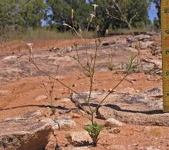 Image result for Gilgiochloa