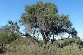 Image result for Boscia albitrunca