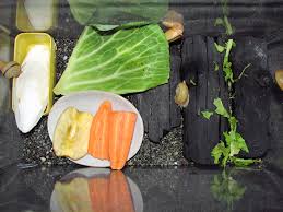 カタツムリの好物実験実施 ぁぃの飼育ブログ