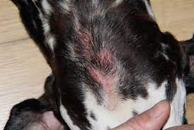 If you've got a dog with hot spots, these are the 10 most important things you must know before doing anything else. How To Treat Your Dog S Hot Spots At Home Without A Vet Pethelpful