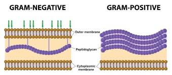 Gram Boyama