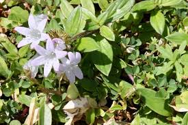 Image result for Richardia scabra