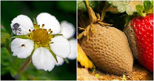 Image result for květopas jahodníkový