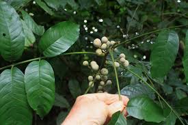 Image result for Trichilia