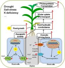 What drives water uptake and cell elongation? Frontiers How Does Silicon Mediate Plant Water Uptake And Loss Under Water Deficiency Plant Science