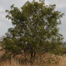 Image result for Bolusanthus