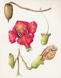 Sausage Tree Kigelia Africana Beautiful Flower Drawings Botanical Drawings Botanical Flowers