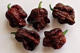 We did not find results for: Apocalypse Chocolate Scorpion Hot Pepper Heirloom Tomato Seeds Tomatoeden Site