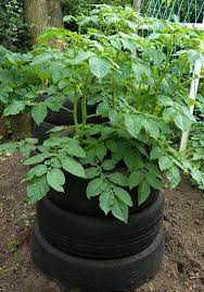 We did not find results for: To Grow Potatoes In Containers Choose A Large Pot Or Box Cape Gazette