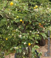 Image result for Citrus × limon