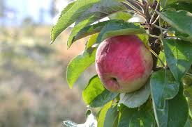 Affordable and search from millions of royalty free images, photos and vectors. Harvesting My Columnar Apple Trees Sara S Kitchen Garden