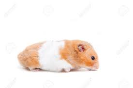 A wide variety of picture hamster options are available to you, such as plastic, wood, and nylon. Golden Hamster Isolated On White Stock Photo Picture And Royalty Free Image Image 29518764