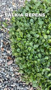 Image result for Falkia