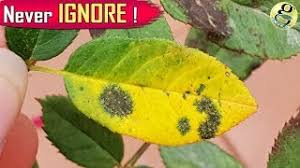 Ink spot shows up as blackening of the leaves and flower stems. Black Spot Rose Disease Treatment Die Black Save Rose Plant Youtube