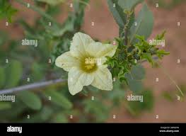 Image result for Coccinia rehmannii