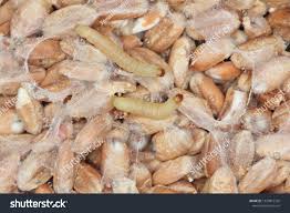 Image result for "plodia interpunctella"