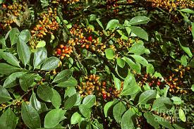 Image result for Erythroxylaceae