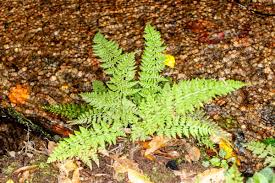 Image result for Cystopteris diaphana