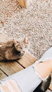 Credit Madi Tanner Animals Beautiful Beautiful Cats Animal Pictures