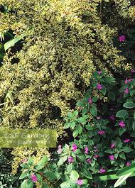 Image result for Impatiens apiculata