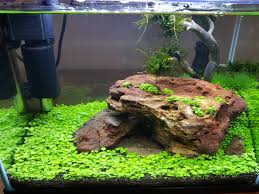 This shrimp is also very suitable to accompany various fish in aquascape. How To Setup A Nano Shrimp Tank