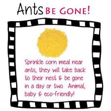 Maybe you would like to learn more about one of these? Cornmeal Gets Rid Of Ants Sprinkle It Near The Ants They Ll Be Gone In A Day Or Two Rid Of Ants Get Rid Of Ants Ants