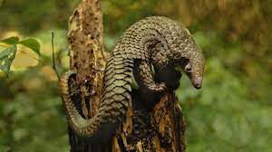 #coronavirus #covid19 #pangolinrelation between corona virus and pangolin & human. Did Pangolins Spread The China Coronavirus To People