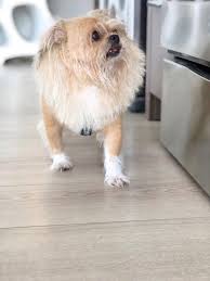 See more ideas about brussels griffon, griffon dog, griffons. Fancy New Lion Haircut Everydayimbrusseling Brusselsgriffon