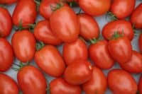 Determinate type tomato plants set almost all of their fruit within a few weeks, and then their productivity slows way down. Difference Between Determinate And Indeterminate Tomatoes Greenupside
