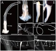 Image result for Hydrothauma
