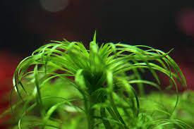 Image result for Syngonanthus angolensis