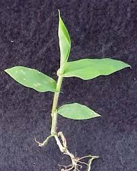 Image result for Arthraxon